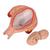 Fetus Modell, 5. Monat, Steißlage - 3B Smart Anatomy, 1018630 [L10/5], Schwangerschaft (Small)