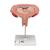 Fetus Modell, 5. Monat, Rückenlage - 3B Smart Anatomy, 1000327 [L10/6], Schwangerschaft (Small)