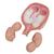 Zwillingsfeten Modell, 5. Monat, normale Position - 3B Smart Anatomy, 1000328 [L10/7], Schwangerschaft (Small)