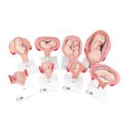 Schwangerschaftsmodell Serie - 3B Smart Anatomy, 1018627 [L10], Mensch
