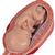 Schwangerschaftsmodell Serie, 5 Modelle - 3B Smart Anatomy, 1018633 [L11/9], Schwangerschaft (Small)