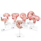Schwangerschaftsmodell Serie, 9 Modelle - 3B Smart Anatomy, 1018628 [L11], Mensch
