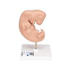Embryo Modell, 25-fache Größe - 3B Smart Anatomy, 1014207 [L15], Mensch