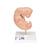 Embryo Modell, 25-fache Größe - 3B Smart Anatomy, 1014207 [L15], Mensch (Small)
