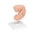 Embryo Modell, 25-fache Größe - 3B Smart Anatomy, 1014207 [L15], Schwangerschaft (Small)