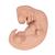 Embryo Modell, 25-fache Größe - 3B Smart Anatomy, 1014207 [L15], Schwangerschaft (Small)