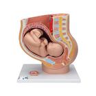 Schwangerschaftsbecken Modell, 3-teilig - 3B Smart Anatomy, 1000333 [L20], Mensch