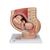 Schwangerschaftsbecken Modell, 3-teilig - 3B Smart Anatomy, 1000333 [L20], Mensch (Small)