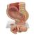 Schwangerschaftsbecken Modell, 3-teilig - 3B Smart Anatomy, 1000333 [L20], Schwangerschaft und Geburt (Small)
