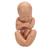 Schwangerschaftsbecken Modell, 3-teilig - 3B Smart Anatomy, 1000333 [L20], Schwangerschaft (Small)