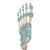 Modell des Fußskeletts mit Bändern - 3B Smart Anatomy, 1000359 [M34], Fuß- und Beinskelett Modelle (Small)