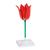 Tulpenblüte (Tulipa gesneriana), Modell, 1017832 [T210101], Einkeimblättrige Pflanzen (Small)