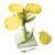 Rapsblüte (Brassica napus ssp. oleifera), Modell, 1000531 [T21020], Zweikeimblättrige Pflanzen (Small)