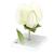 Erbsenblüte (Pisum sativum), Modell, 1000535 [T21026], Zweikeimblättrige Pflanzen (Small)