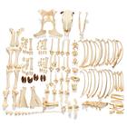Rinderskelett (Bos taurus), mit Hörner, disartikuliert, 1020976 [T300121wU], Osteologie