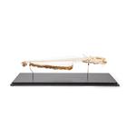 Skelett Europäischer Wels (Silurus glanis), Präparat, 1020964 [T300461], Ichthyologie (Fischkunde)