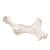 Pferd (Equus ferus caballus), Becken, 1021056 [T30060], Osteologie (Small)