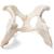 Hund (Canis lupus familiaris), Becken, 1021062 [T30065], Osteologie (Small)