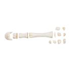 Pferd Mittelhandknochen, 1021067 [T30068], Osteologie