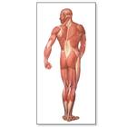 Lehrtafel - Die Muskulatur des Menschen, Rückseite, 1001153 [V2005M], Anatomische Lehrtafeln