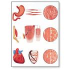 Lehrtafel - Das Muskelgewebe, 1001212 [V2052M], Anatomische Lehrtafeln