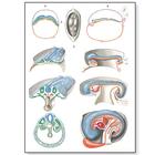 Lehrtafel - Embryologie II, 4006561 [V2067U], Anatomische Lehrtafeln