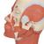 Kopfmodell mit Muskulatur - 3B Smart Anatomy, 1001239 [VB127], Kopfmodelle (Small)