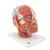 Kopfmodell mit Muskulatur & Blutgefäßen - 3B Smart Anatomy, 1001240 [VB128], Kopfmodelle (Small)