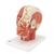 Kopfmodell mit Muskulatur & Blutgefäßen - 3B Smart Anatomy, 1001240 [VB128], Kopfmodelle (Small)