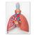 Lungenmodell mit Kehlkopf, 5-teilig - 3B Smart Anatomy, 1001243 [VC243], Lungenmodelle (Small)