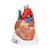 Herzmodell, 7-teilig - 3B Smart Anatomy, 1008548 [VD253], Herz- und Kreislaufmodelle (Small)
