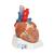 Herzmodell, 7-teilig - 3B Smart Anatomy, 1008548 [VD253], Herz- und Kreislaufmodelle (Small)