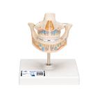 Milchgebiss Modell mit Anlagen der bleibenden Zähne - 3B Smart Anatomy, 1001248 [VE282], Zahnmodelle