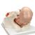 Geburtsstadien Modell - 3B Smart Anatomy, 1001258 [VG392], Schwangerschaft (Small)