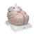 Mega-Gehirnmodell, 2,5-fache Größe, 14-teilig - 3B Smart Anatomy, 1001261 [VH409], Gehirnmodelle (Small)