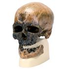 Schädelreplikat Homo sapiens (Crô-Magnon), 1001295 [VP752/1], Anthropologische Schädel