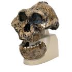 Schädelreplikat Australopithecus boisei (KNM-ER 406 + Omo L7A-125), 1001298 [VP755/1], Anthropologische Schädel