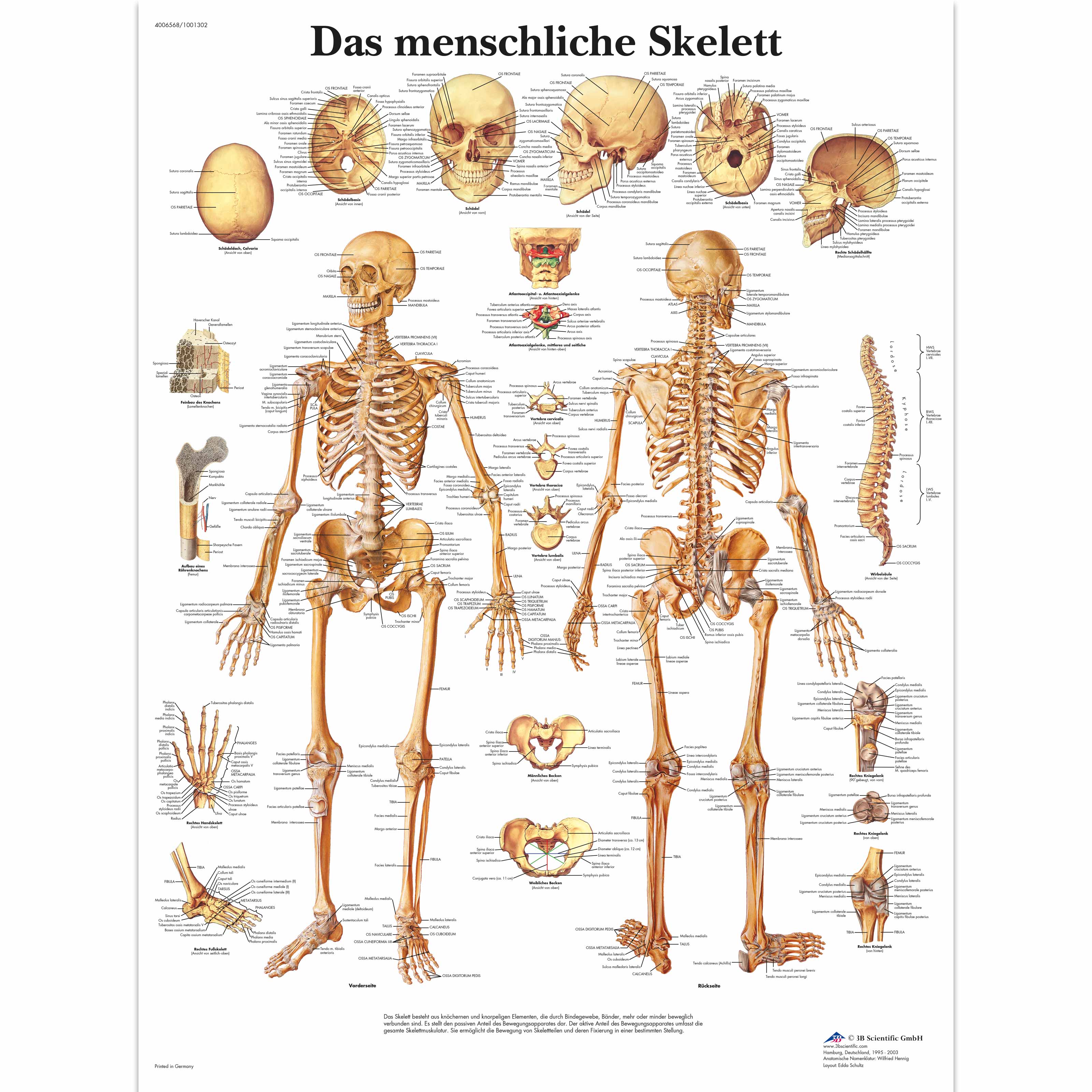 Lehrtafel Das Menschliche Skelett 1001302 Vr0113l Skelettsystem
