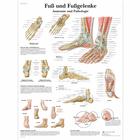 Lehrtafel - Fuß und Fußgelenke - Anatomie und Pathologie, 1001324 [VR0176L], Skelettsystem