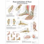 Lehrtafel - Foot and Joints of Foot - Anatomy and Pathology, 1001490 [VR1176L], Skelettsystem