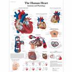 Lehrtafel - The human heart - Anatomy and Physiology, 1001524 [VR1334L], Herzgesundheit und Fitnesserziehung