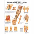 Lehrtafel - Clinically Important Blood Vessel and Nerve Pathways, 4006682 [VR1359UU], Herz-Kreislauf-System