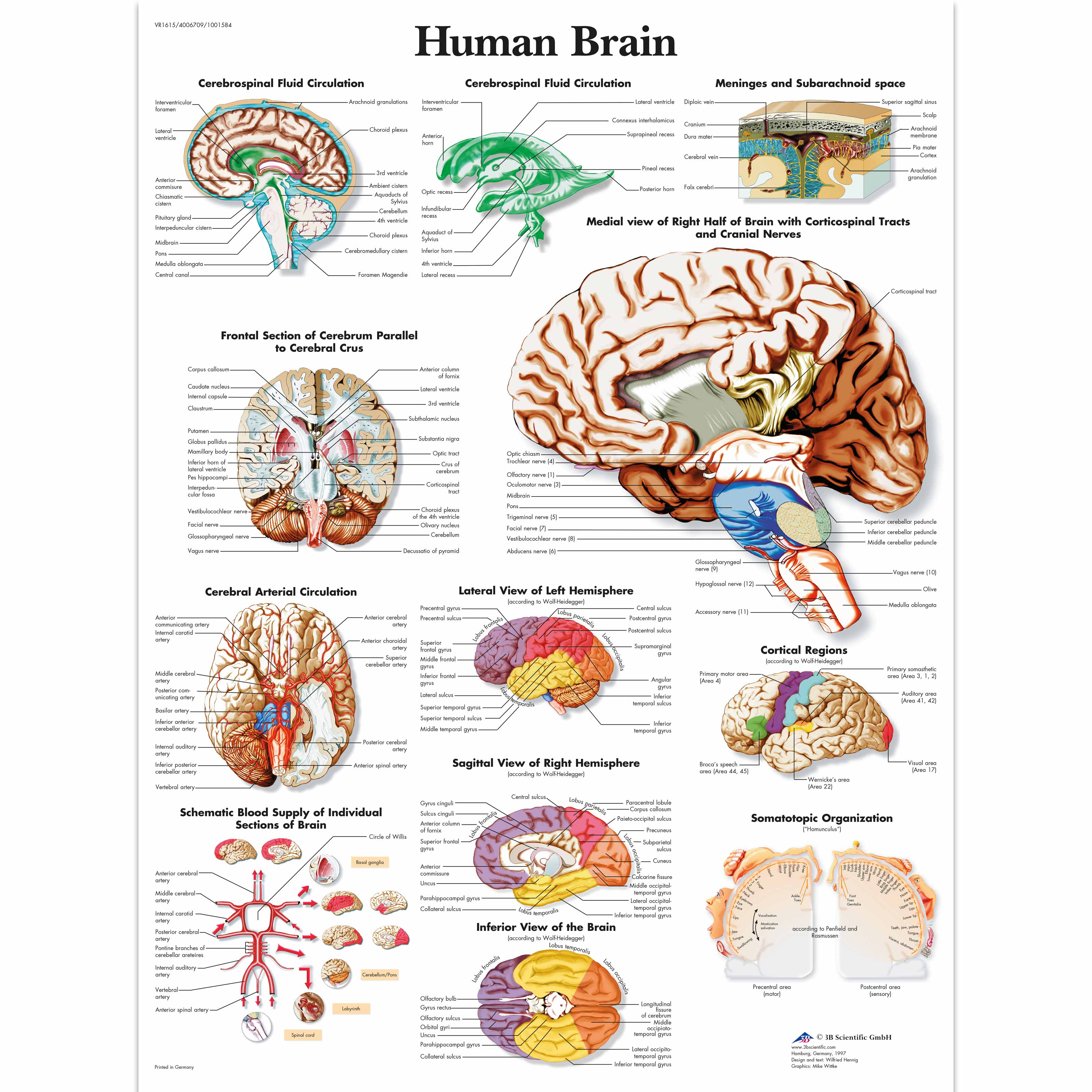 Anatomical Charts - Neurological Posters - Human Brain Paper Chart