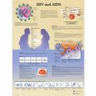 Lehrtafel - HIV and AIDS, 1001610 [VR1725L], Sexualaufklärung