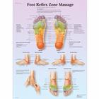 Lehrtafel - Foot Reflex Zone Massage, 1001624 [VR1810L], Akupunktur