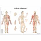 Lehrtafel - Body Acupuncture, 4006730 [VR1820UU], Akupunktur Modelle und Lehrtafeln
