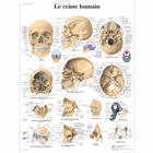 Lehrtafel - Le crâne humain, 4006737 [VR2131UU], Skelettsystem