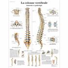 Lehrtafel - La colonne vertébrale, Anatomie et pathologie, 1001644 [VR2152L], Skelettsystem