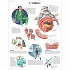Lehrtafel - L'asthme, 1001686 [VR2328L], Atmungssystem