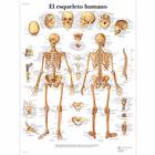 Lehrtafel - El esqueleto humano, 4006814 [VR3113UU], Skelettsystem